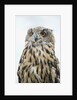 Eurasian Eagle-Owl close-up by Anonymous