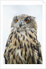 Eurasian Eagle-Owl close-up by Anonymous