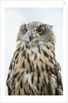 Eurasian Eagle-Owl close-up by Anonymous