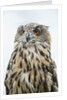 Eurasian Eagle-Owl close-up by Anonymous