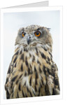 Eurasian Eagle-Owl close-up by Anonymous