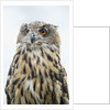 Eurasian Eagle-Owl close-up by Anonymous