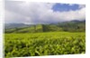 Panorama of tea plantation in West Java by Anonymous