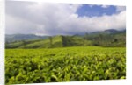 Panorama of tea plantation in West Java by Anonymous