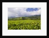 Panorama of tea plantation in West Java by Anonymous