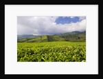 Panorama of tea plantation in West Java by Anonymous