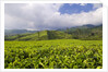 Panorama of tea plantation in West Java by Anonymous