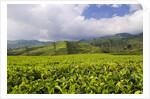 Panorama of tea plantation in West Java by Anonymous