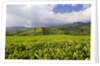 Panorama of tea plantation in West Java by Anonymous
