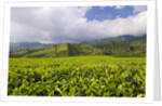 Panorama of tea plantation in West Java by Anonymous