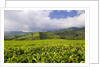 Panorama of tea plantation in West Java by Anonymous