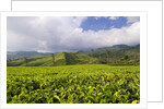Panorama of tea plantation in West Java by Anonymous