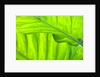 Tropical Gardens with philodendrons by Anonymous