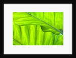Tropical Gardens with philodendrons by Anonymous