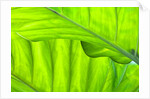 Tropical Gardens with philodendrons by Anonymous