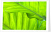 Tropical Gardens with philodendrons by Anonymous