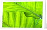 Tropical Gardens with philodendrons by Anonymous