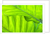 Tropical Gardens with philodendrons by Anonymous