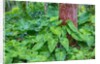 Philodendrons Growing in Forest by Anonymous