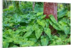 Philodendrons Growing in Forest by Anonymous