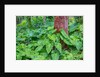 Philodendrons Growing in Forest by Anonymous