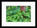 Philodendrons Growing in Forest by Anonymous