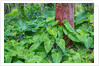 Philodendrons Growing in Forest by Anonymous