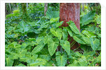 Philodendrons Growing in Forest by Anonymous