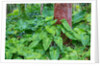 Philodendrons Growing in Forest by Anonymous