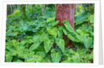Philodendrons Growing in Forest by Anonymous