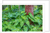 Philodendrons Growing in Forest by Anonymous