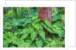 Philodendrons Growing in Forest by Anonymous