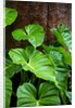 Philodendrons Growing in Forest by Anonymous
