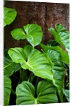 Philodendrons Growing in Forest by Anonymous