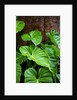 Philodendrons Growing in Forest by Anonymous
