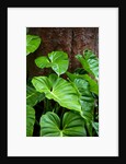 Philodendrons Growing in Forest by Anonymous