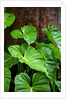Philodendrons Growing in Forest by Anonymous