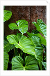 Philodendrons Growing in Forest by Anonymous