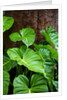 Philodendrons Growing in Forest by Anonymous