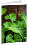 Philodendrons Growing in Forest by Anonymous