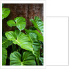 Philodendrons Growing in Forest by Anonymous