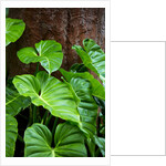 Philodendrons Growing in Forest by Anonymous