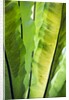 Tropical Gardens with philodendrons by Anonymous