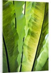 Tropical Gardens with philodendrons by Anonymous