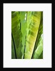 Tropical Gardens with philodendrons by Anonymous