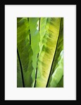 Tropical Gardens with philodendrons by Anonymous