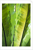 Tropical Gardens with philodendrons by Anonymous