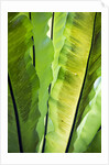 Tropical Gardens with philodendrons by Anonymous