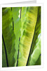 Tropical Gardens with philodendrons by Anonymous