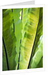 Tropical Gardens with philodendrons by Anonymous
